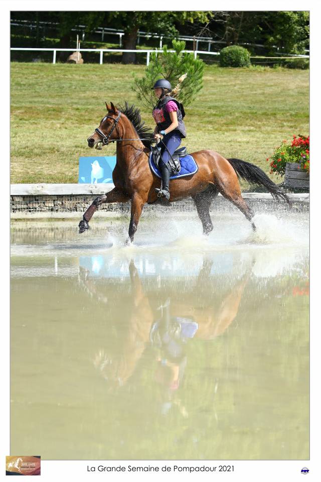 Cheval maitre d école 