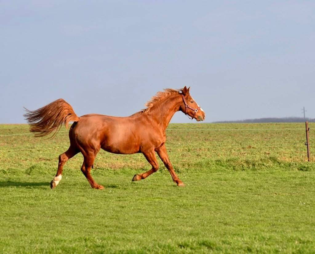 pouliniere ou cheval a remettre en route