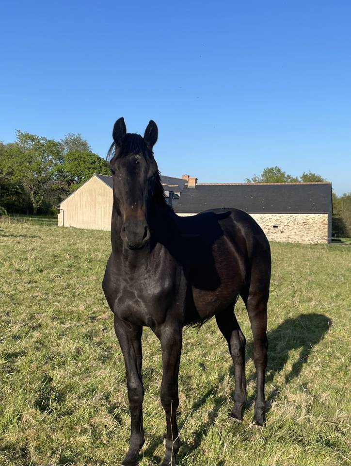 Magnifique jument d&rsquo;avenir pour le CCE