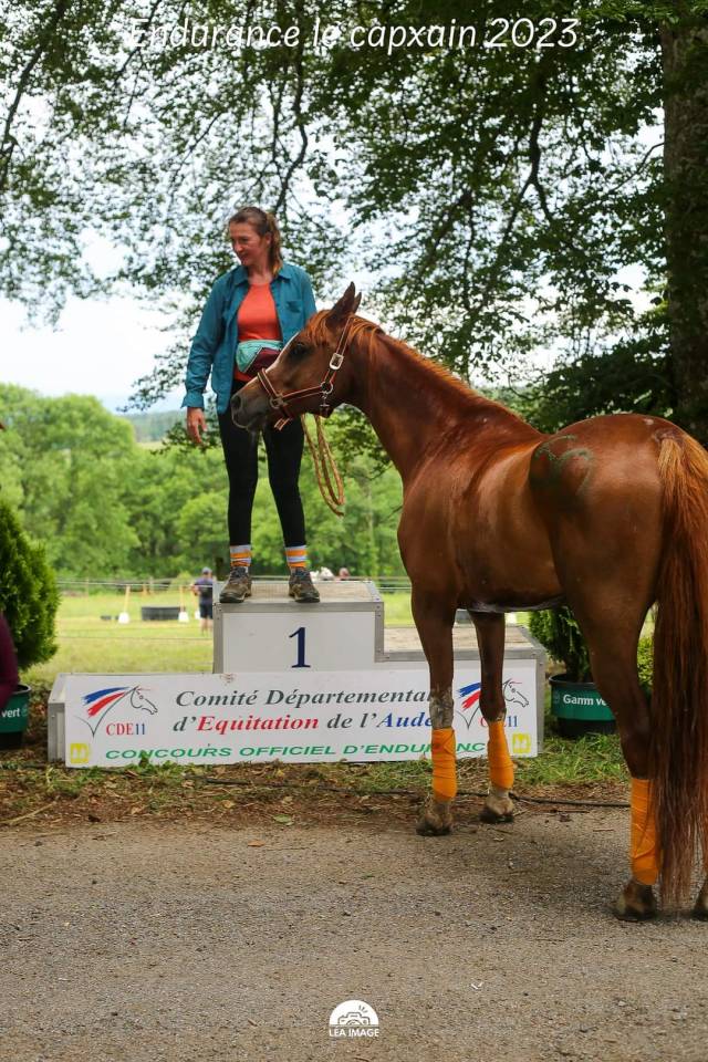 Jument pur sang arabe pour endurance 
