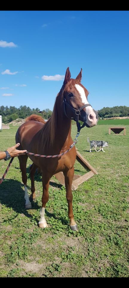 Jument pur sang arabe pour endurance 