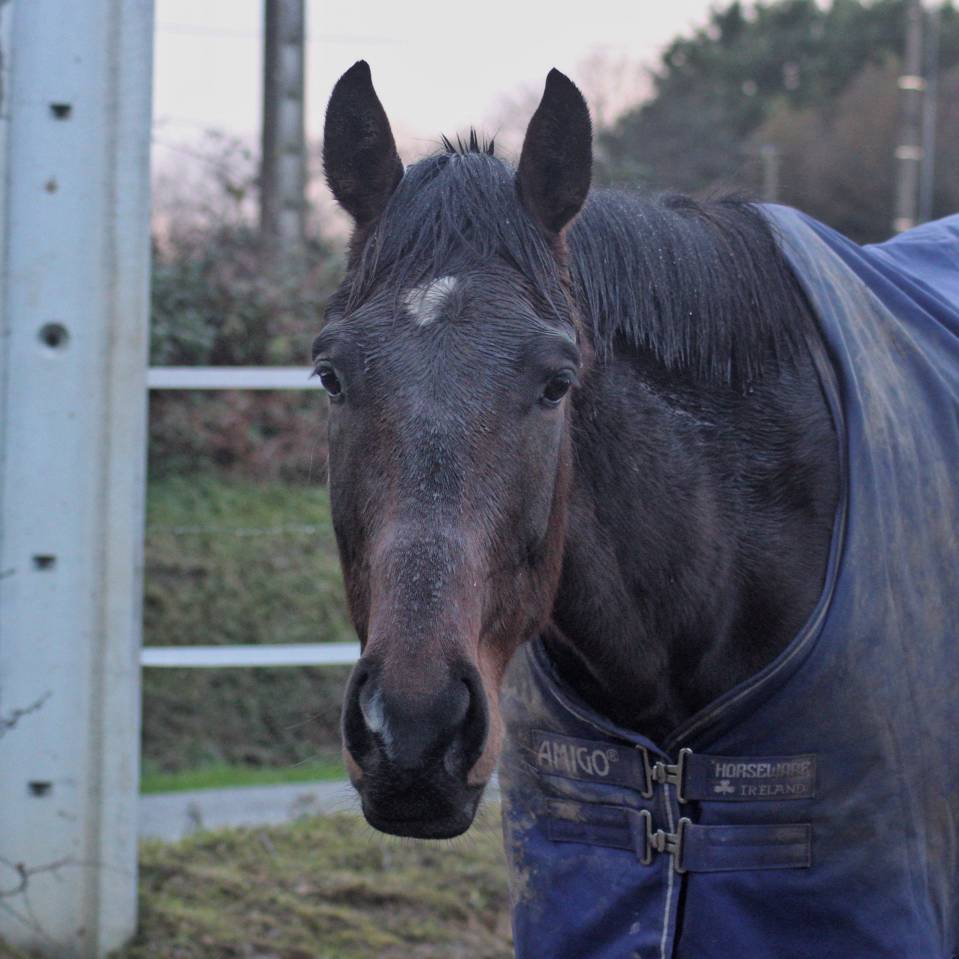 Demi Pension - Lion Storm