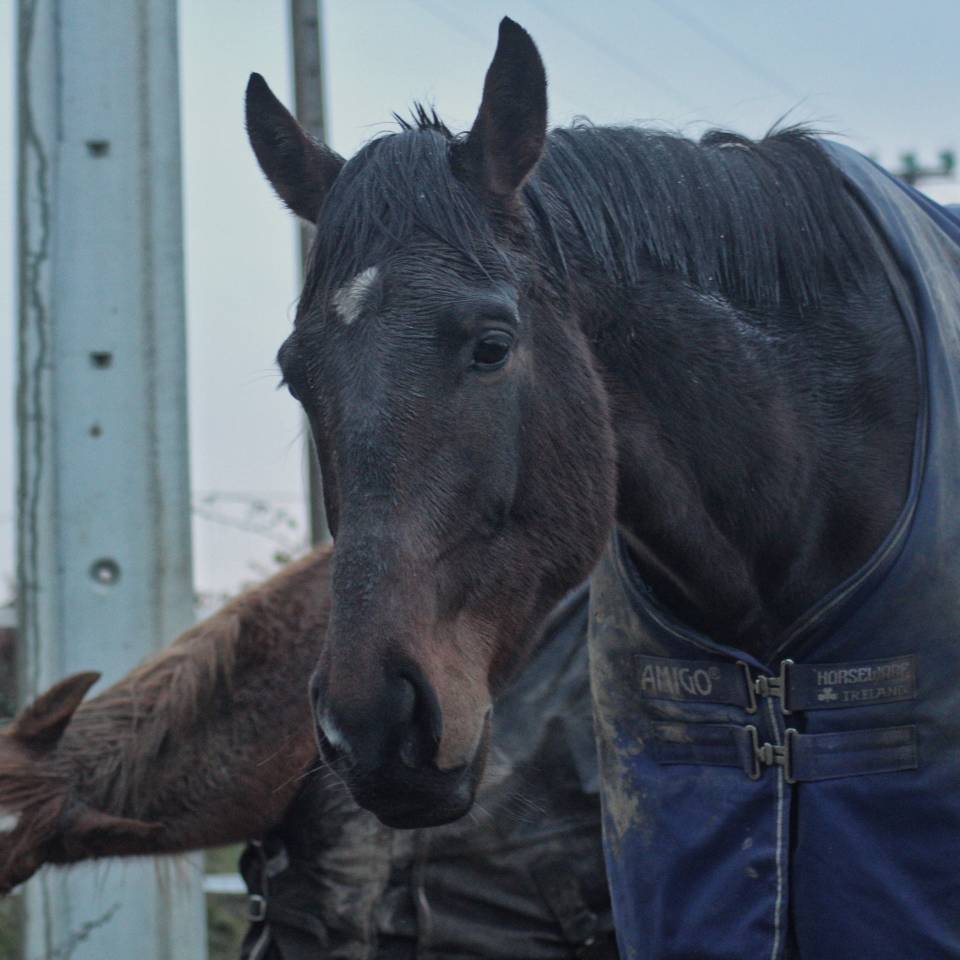 Demi Pension - Lion Storm