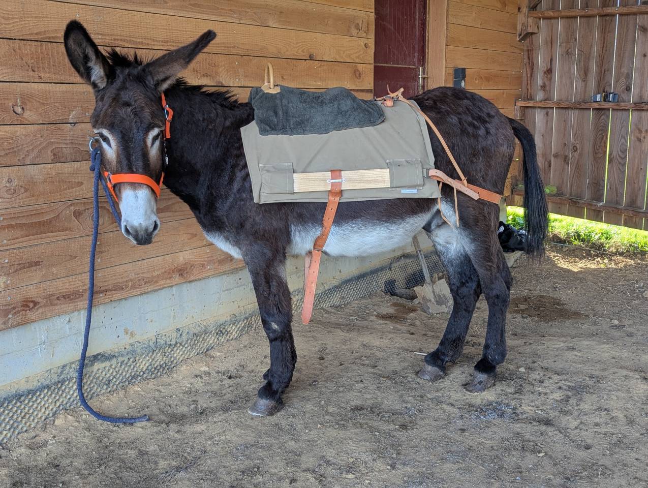 &Acirc;nes &acirc;nesses anons 