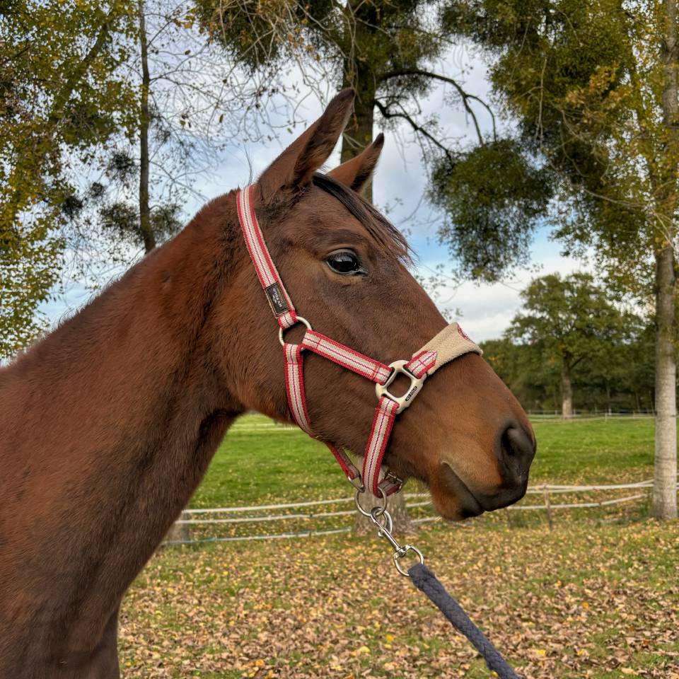 Jument de 3 ans en 2026