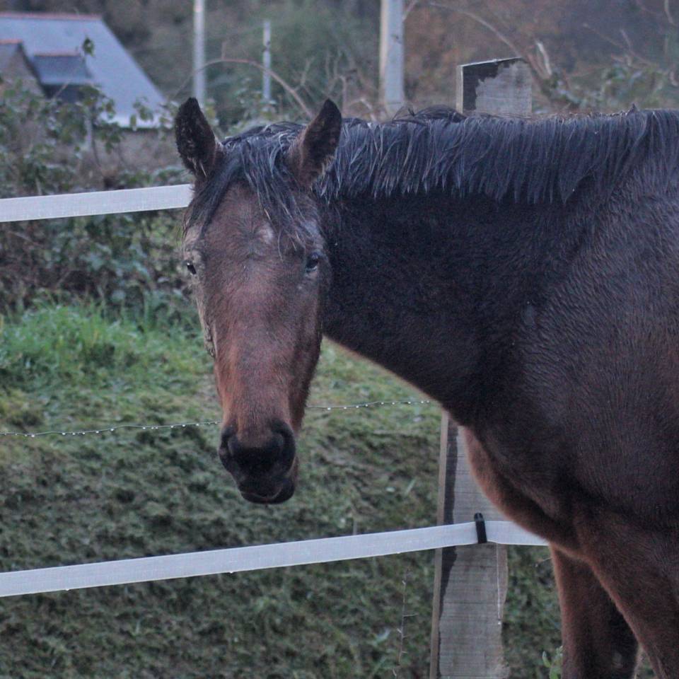 Jument de 3 ans en 2026