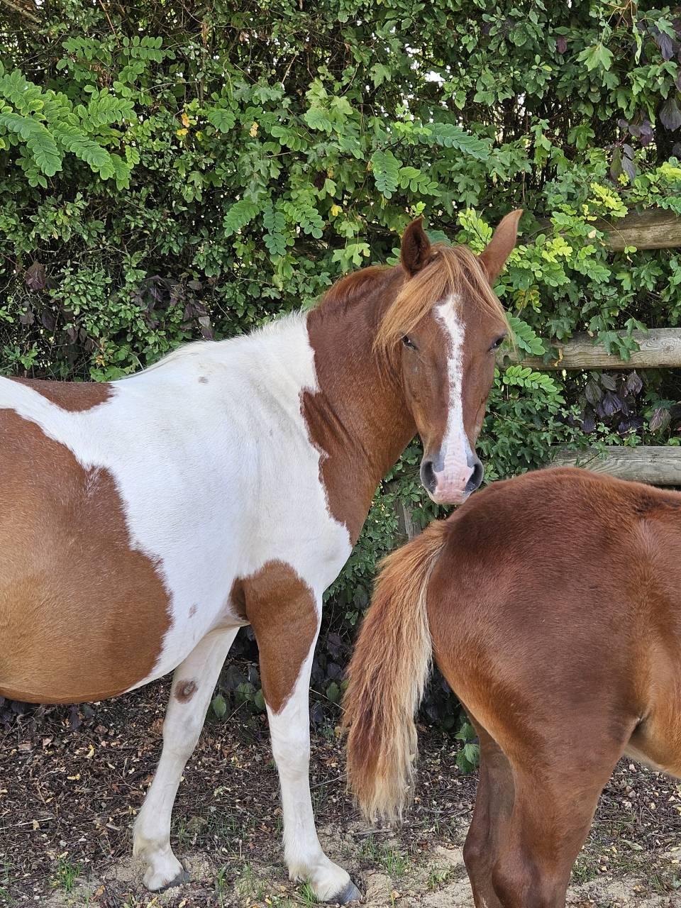 Ponette pie poulinière OC 6 ans 