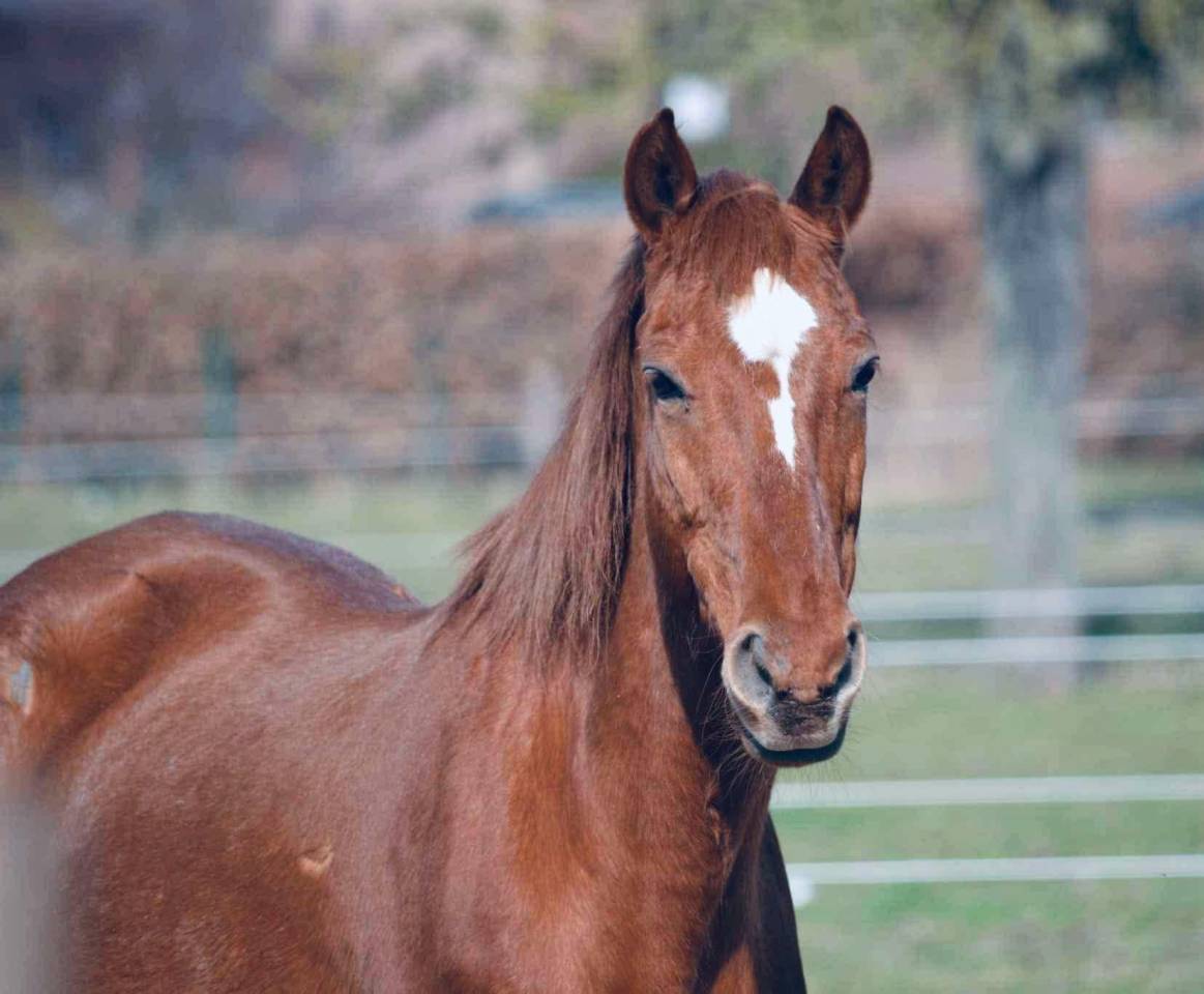 Jument alezane a vendre 