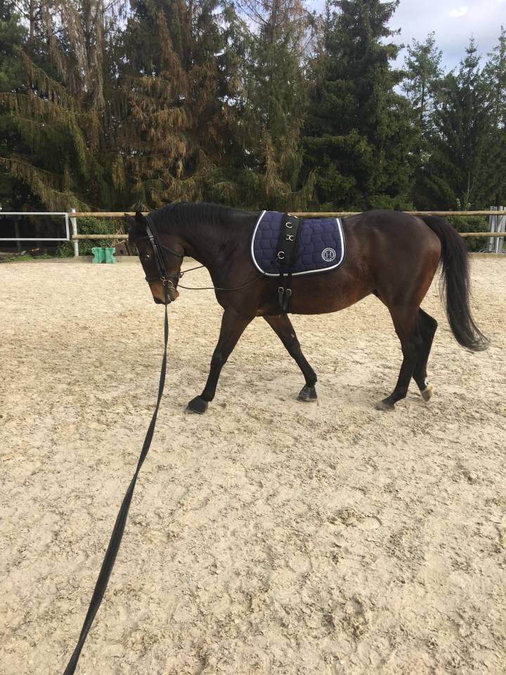 Pyrate - Superbe Hongre bai de 13 ans