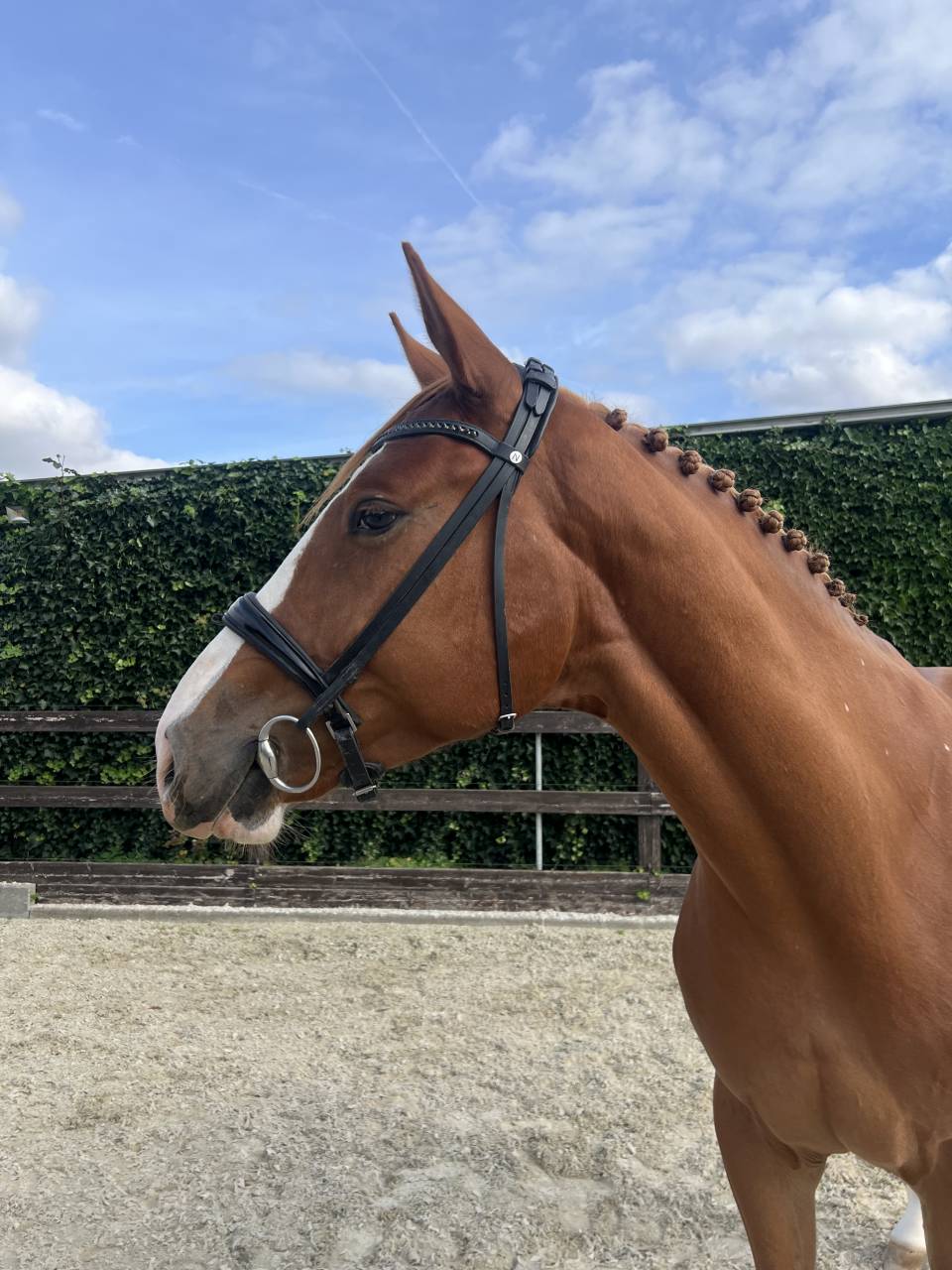 Hongre 3 ans : Emerald Van't Ruytershof x Zirroco Blue 