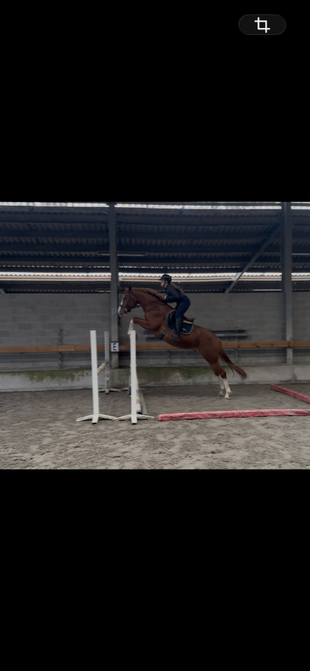 Hongre 3 ans : Emerald Van't Ruytershof x Zirroco Blue 