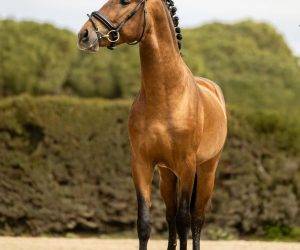 Jeune cheval d’attelage, avec un cœur en or