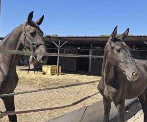 Pariez sur elle, vous avez tout à y gagner