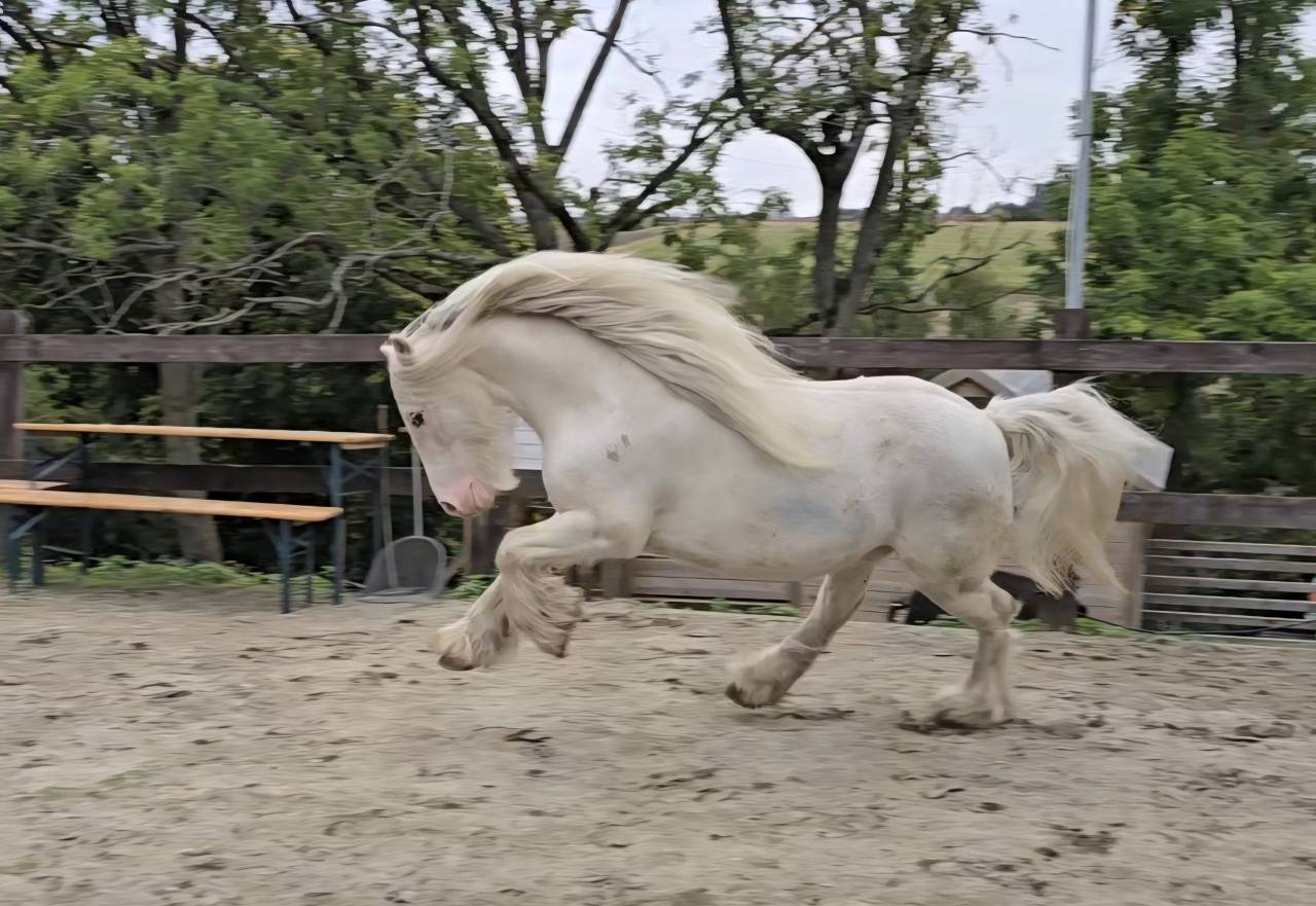 Poney Irish Cob