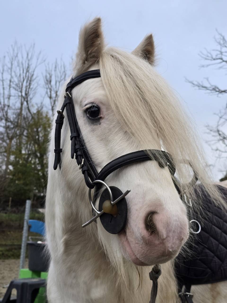 Poney Irish Cob