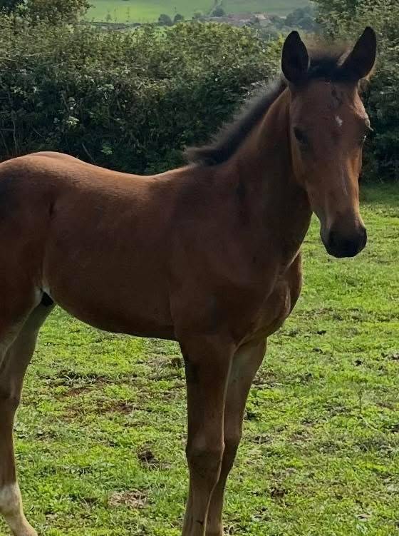 poulain sf par Halifax petit prix pour vente rapide 