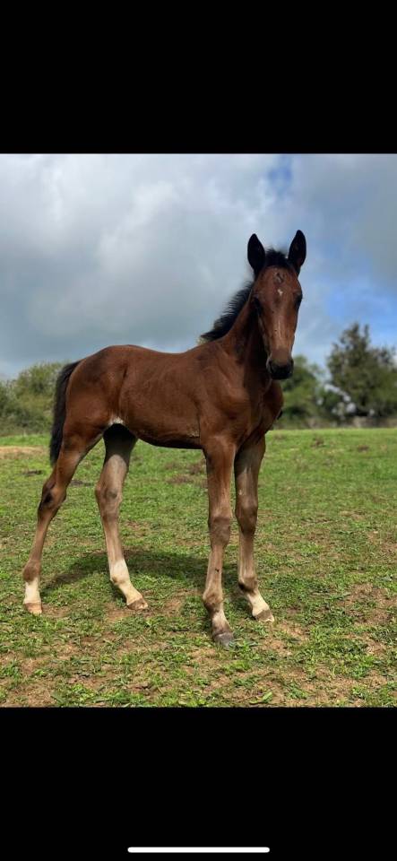 poulain sf par Halifax petit prix pour vente rapide 