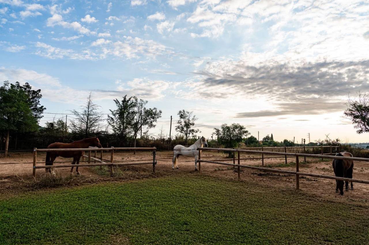 Finca de 3,5 hectares en Espagne 