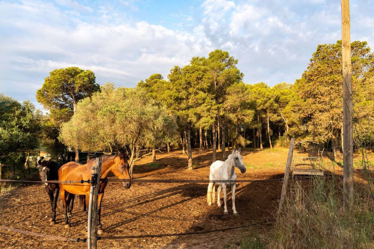 Finca de 3,5 hectares en Espagne 