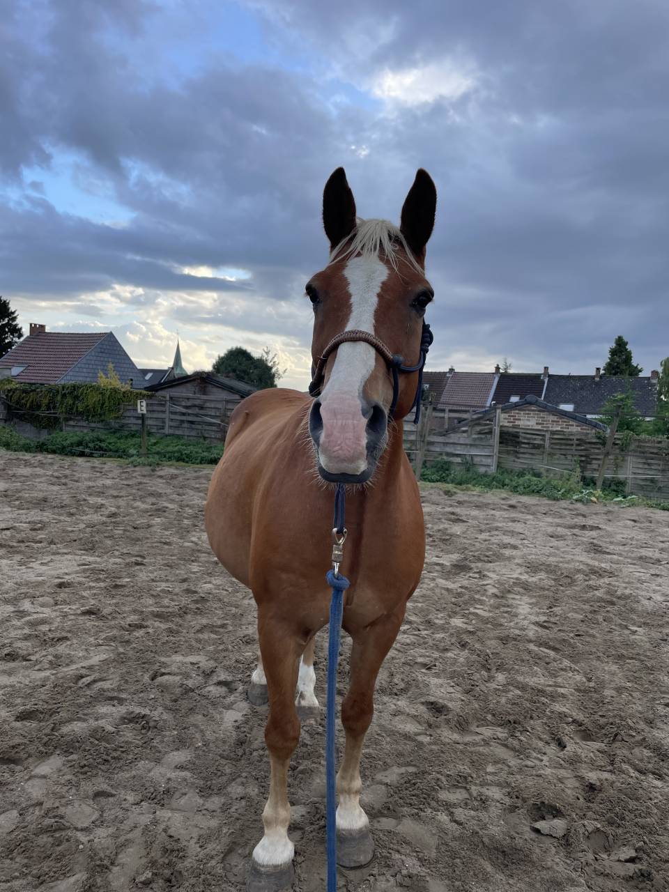 Cours pour enfants dans le respect du cheval ?