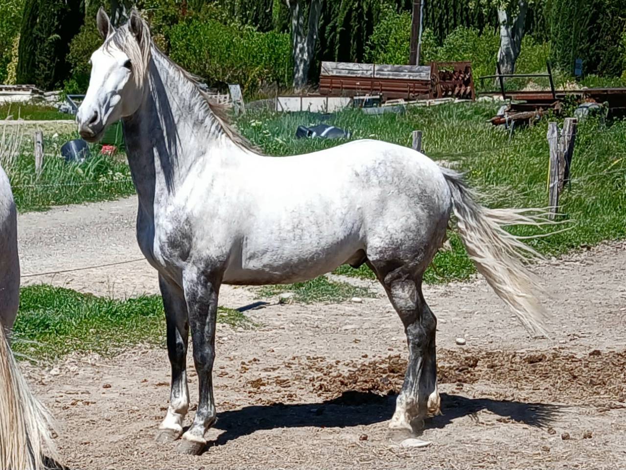 Beau cheval espagnol PRE