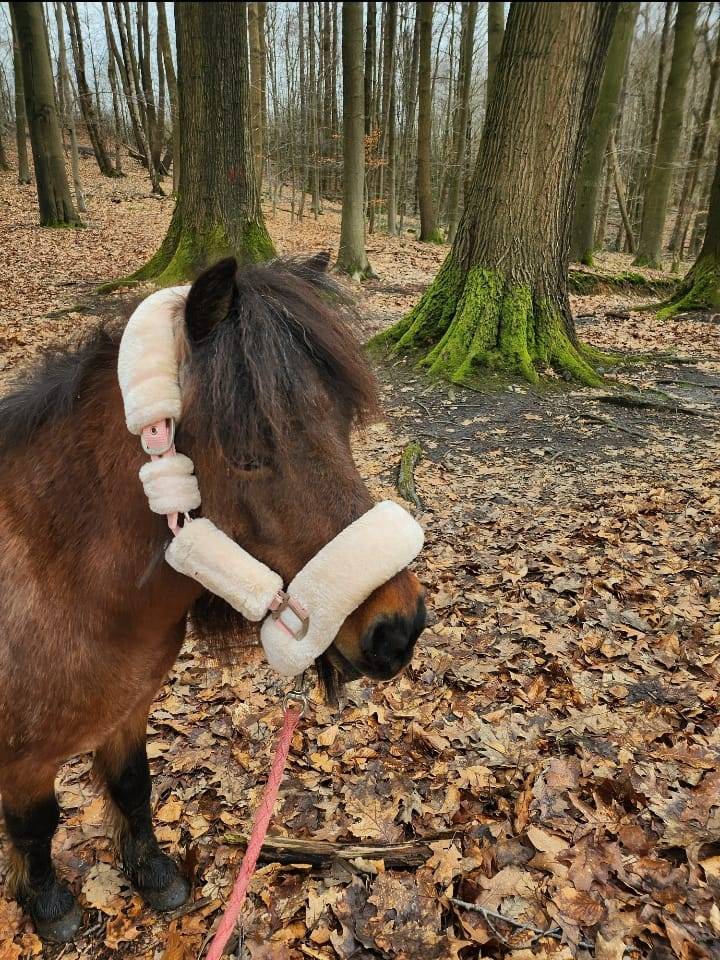 Demi pension shetland 