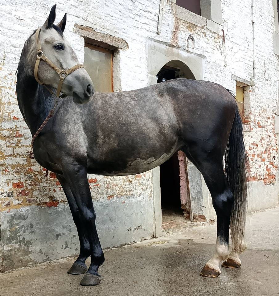 recherche des demi-pensionnaires pour mes chevaux