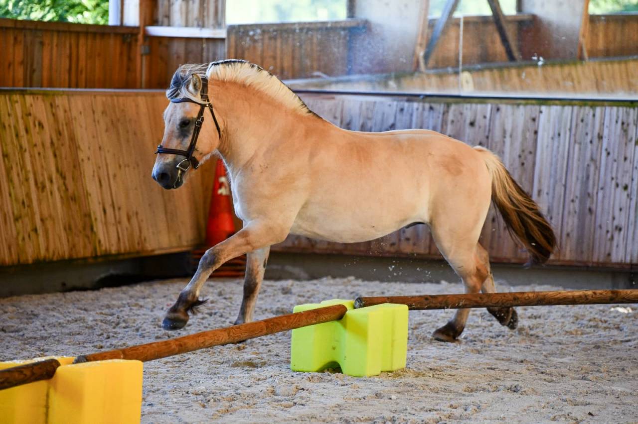 Superbe hongre Fjord - isabelle de 3 ans – Rino