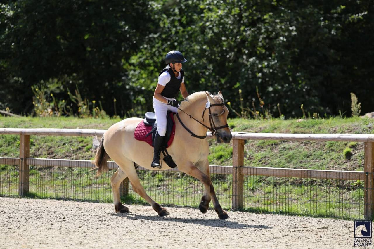 Superbe hongre Fjord - isabelle de 3 ans – Rino
