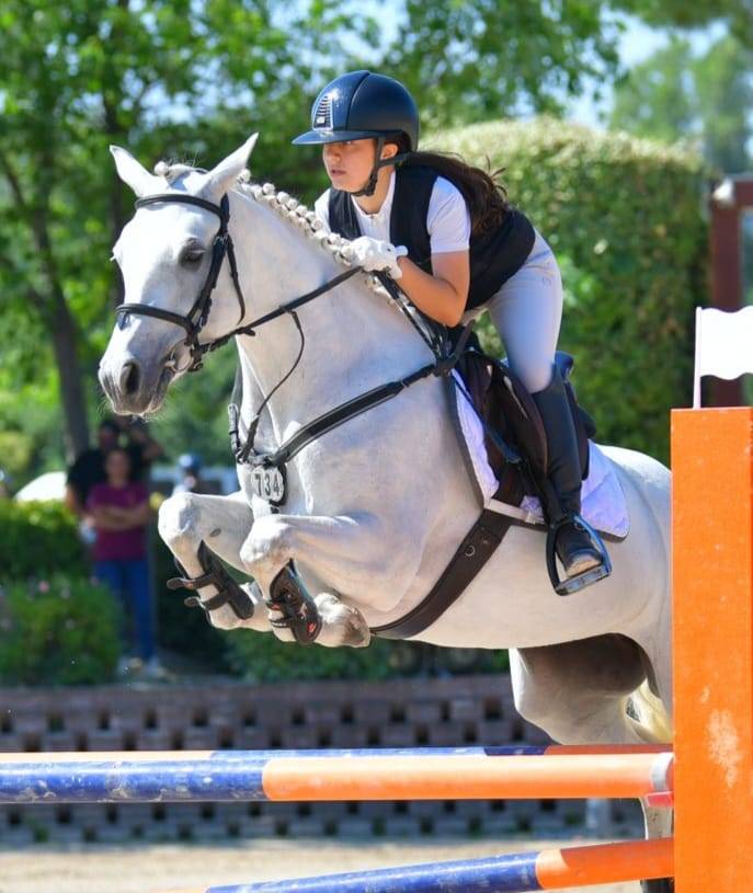 Jument Connemara A vendre 2018 Gris par GENTLE CHARLIE