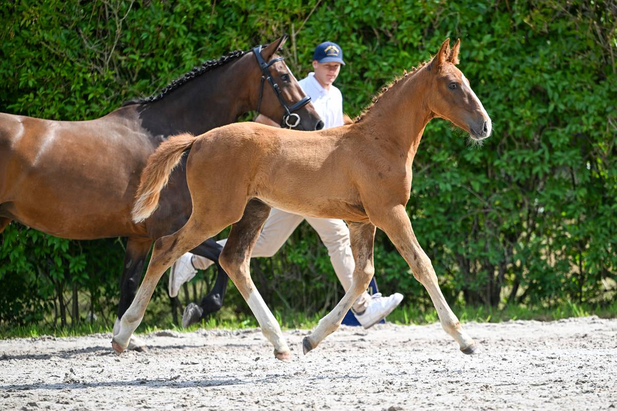 Très chic pouliche 2025