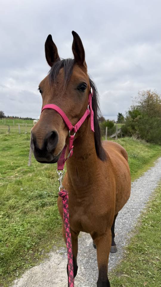 Pur sang arabe &agrave; vendre 