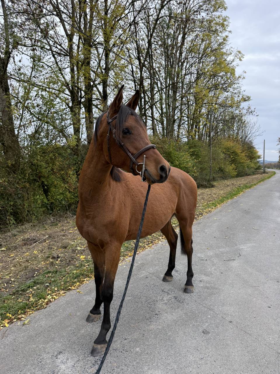 Pur sang arabe &agrave; vendre 