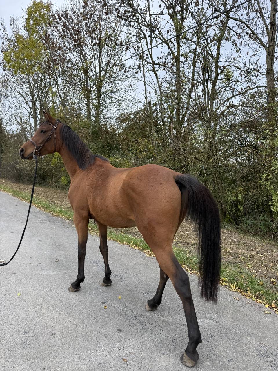 Pur sang arabe &agrave; vendre 