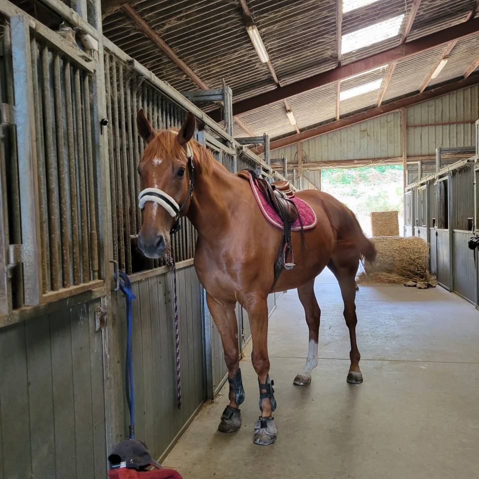 HONGRE SF DE GRANDE TAILLE