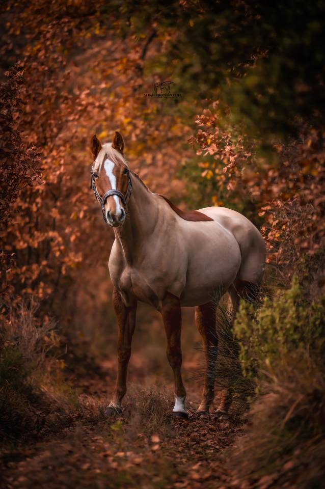Jument 5 ans SF Kama d’Amaury x Quality Bois Margot