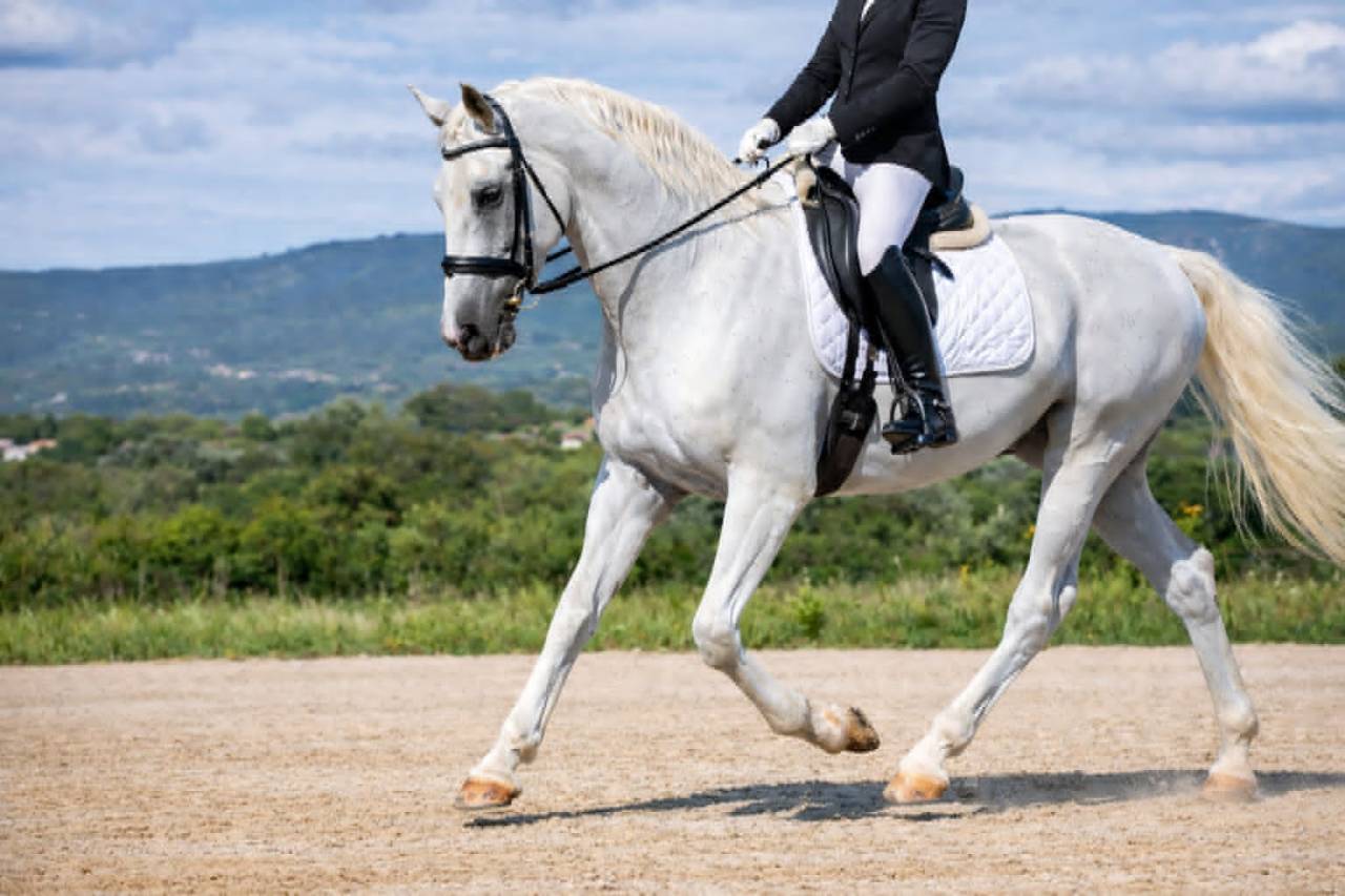  Hongre Lipizzan - 12 ans - Dressage - France
