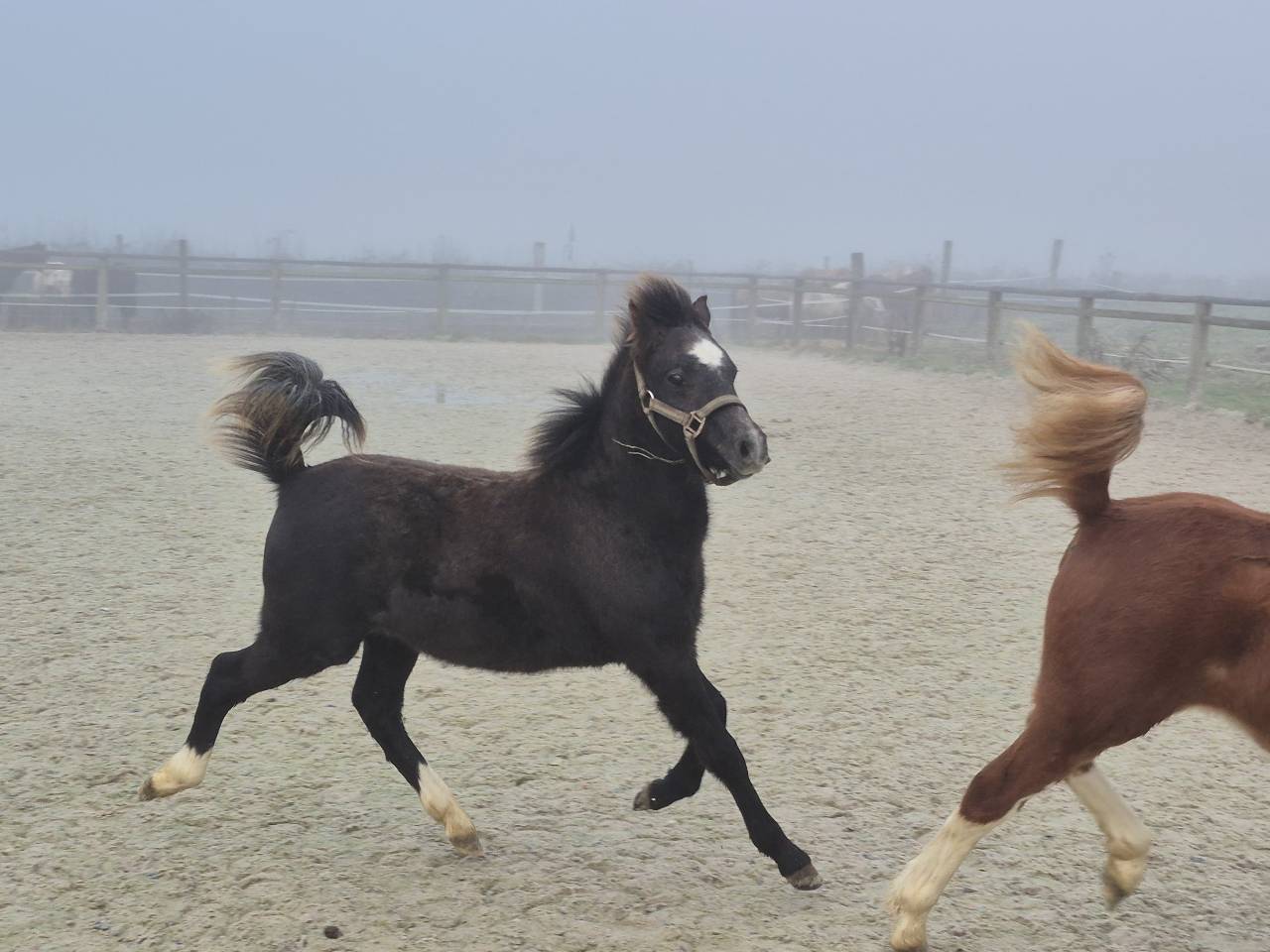 Poulain hongre welsh pony top origines