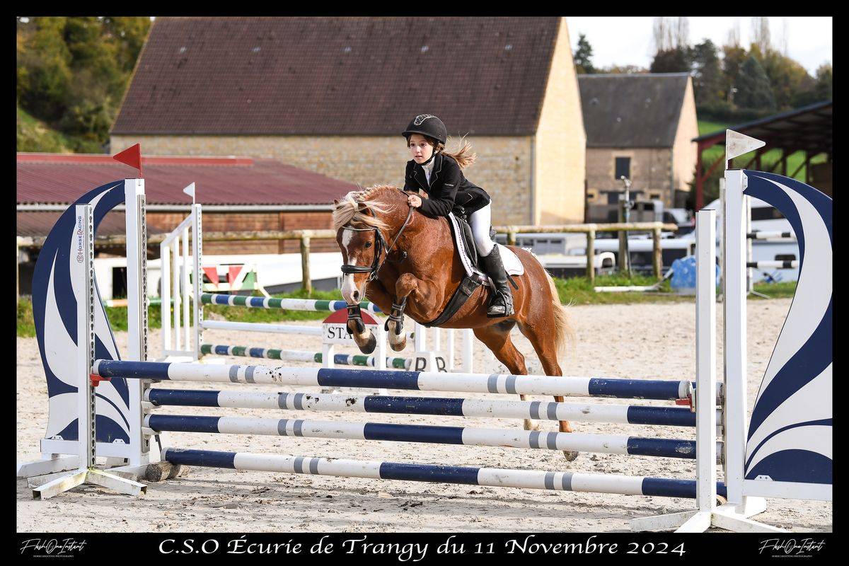 Poulain hongre welsh pony top origines