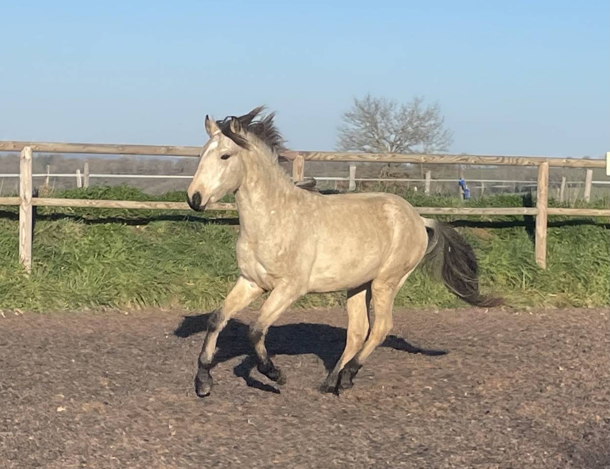 Poulain Lusitanien OC isabelle