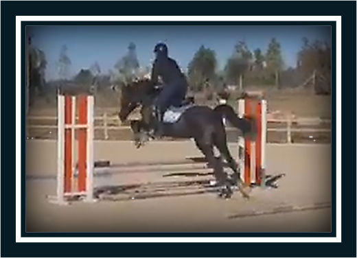 Hongre Poney de Selle Anglais A vendre 2018 Bai brun par GREENGAGE  FOOL