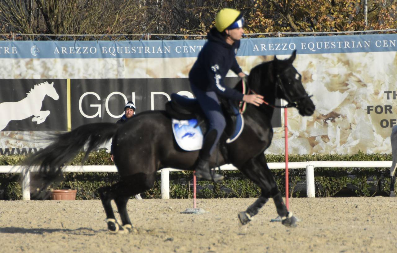 Hongre Poney de Selle Anglais A vendre 2018 Bai brun par GREENGAGE  FOOL