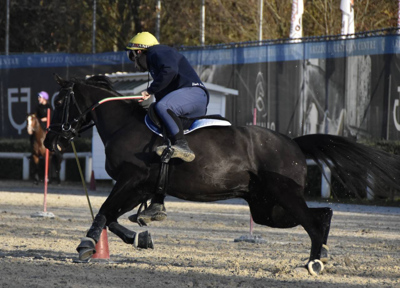 Hongre Poney de Selle Anglais A vendre 2018 Bai brun par GREENGAGE  FOOL
