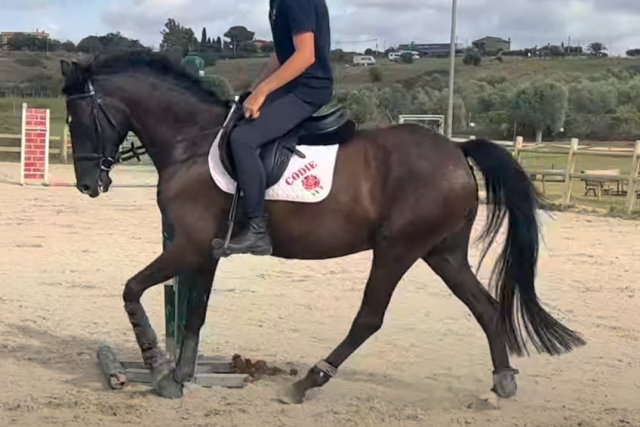 Hongre Poney de Selle Anglais A vendre 2018 Bai brun par GREENGAGE  FOOL