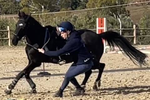 Hongre Poney de Selle Anglais A vendre 2018 Bai brun par GREENGAGE  FOOL