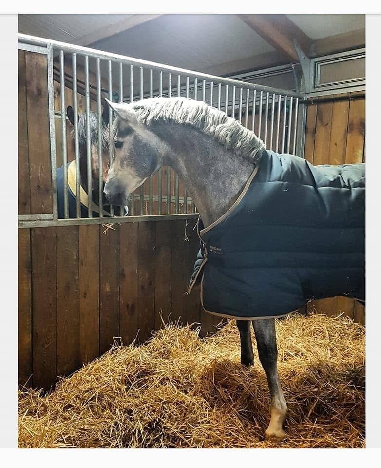 Pure race espagnol plein papier Sport 