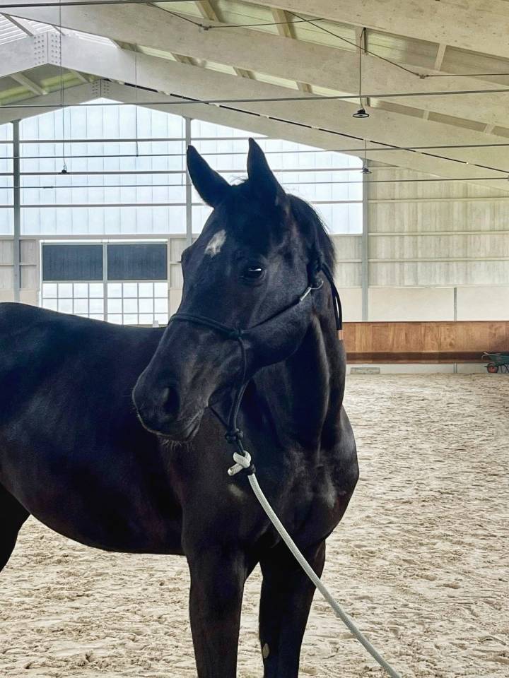 Jolie jument SF 2016