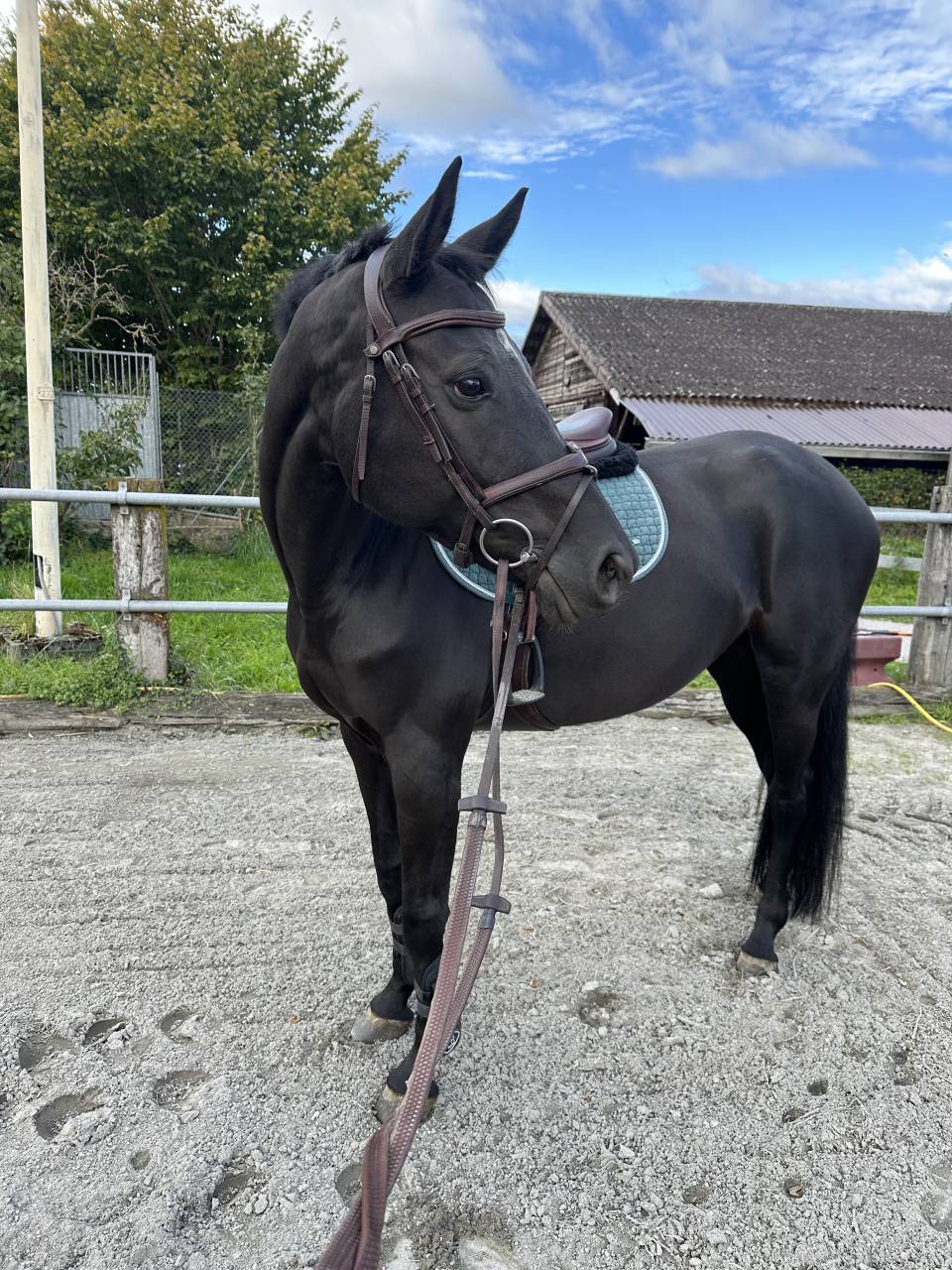 Jolie jument SF 2016