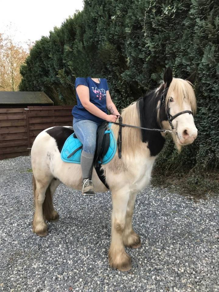 Sissi, jument Iris Cob &agrave; adopter