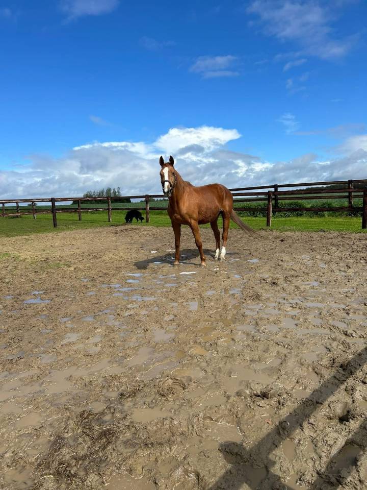 Jument &agrave; donner 